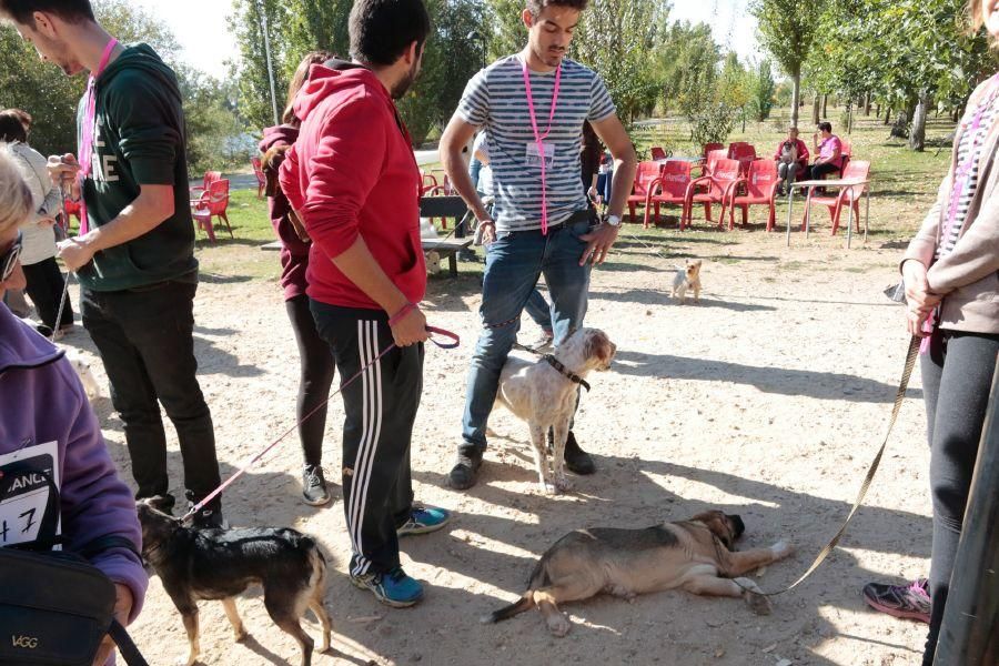 Concurso de perros en La Aldehuela