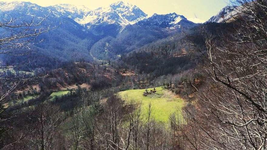 El bosque de Peloño, en el corazón del parque natural de Ponga, ahora delarado también Reserva de la Biosfera.