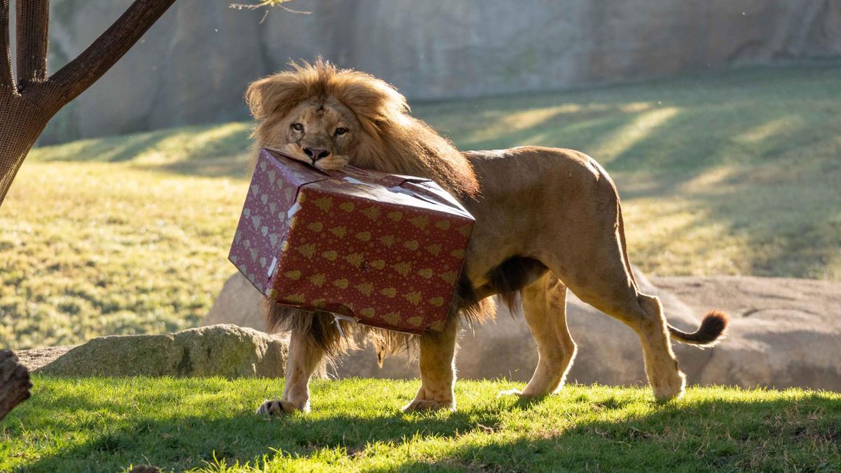 El león, con su regalo.