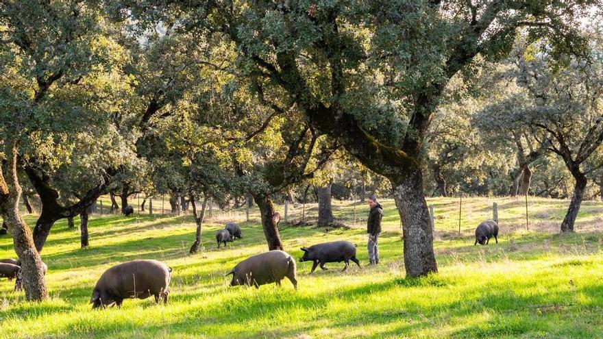 La Denominación de Origen Los Pedroches precinta 79.102 jamones y paletas de 20.000 cerdos de bellota 100% ibérico