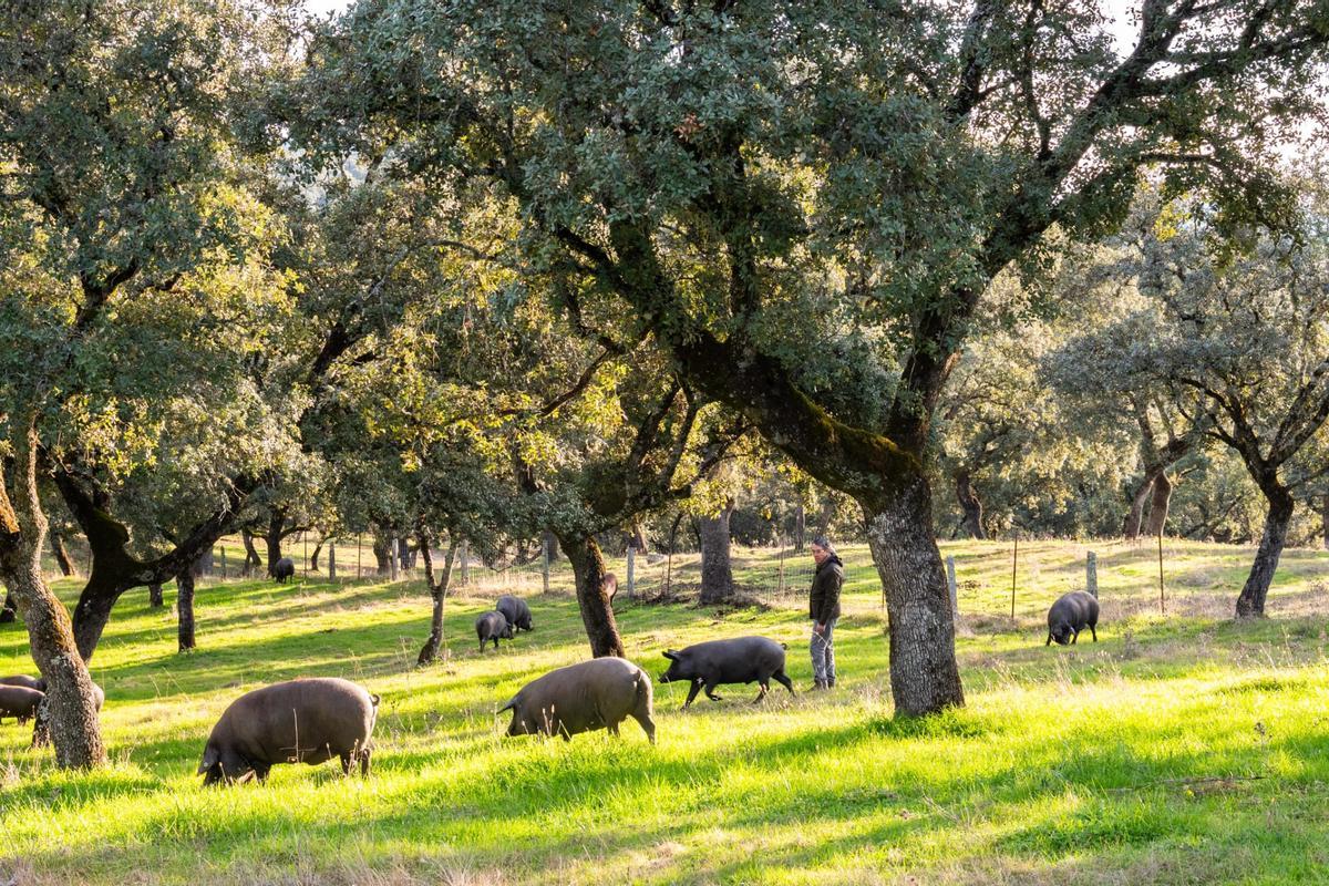 Cerdos ibéricos durante la montanera en la dehesa de Los Pedroches.