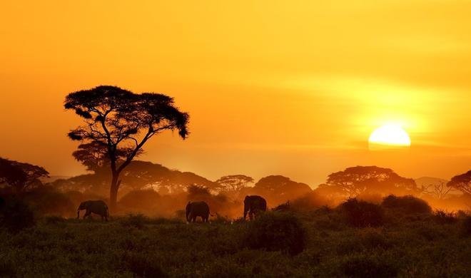 Elefantes, Kenia, África