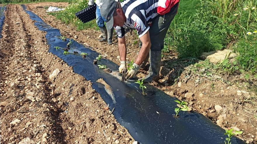 Los agricultores trabajando en el cambio del plástico,