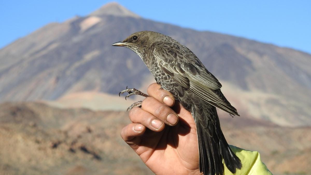 Ejemplar de mirlo capiblanco en el Teide