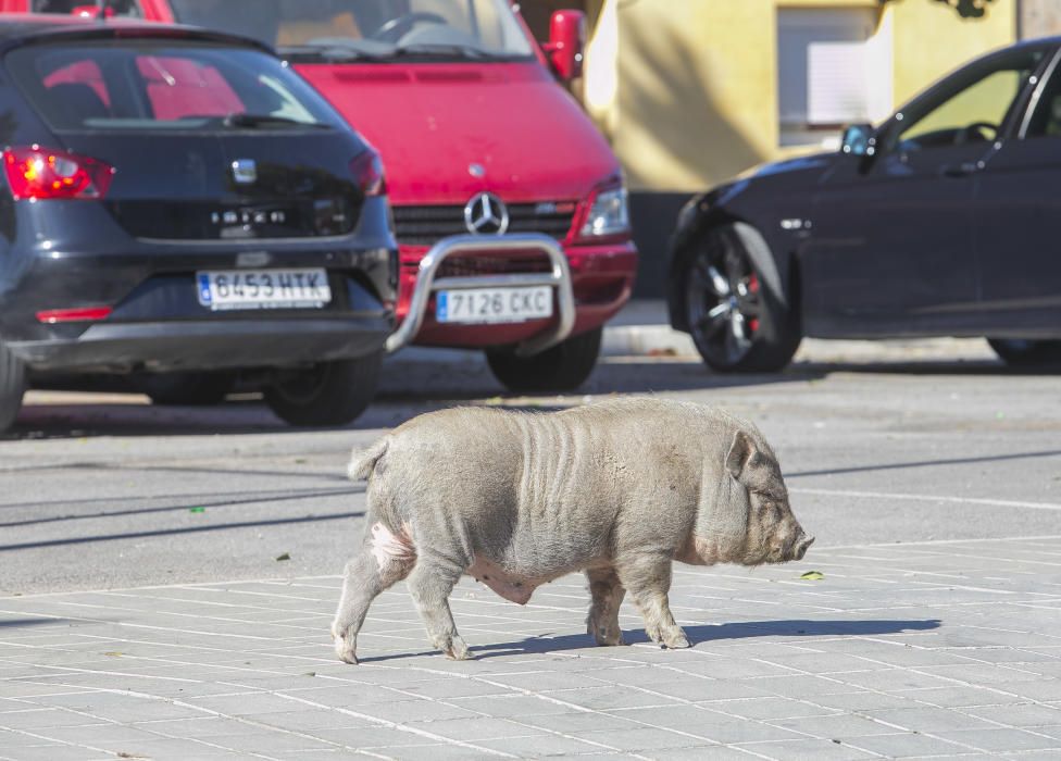 Cerdos vietnamitas en el entorno del Cementerio de Alicante