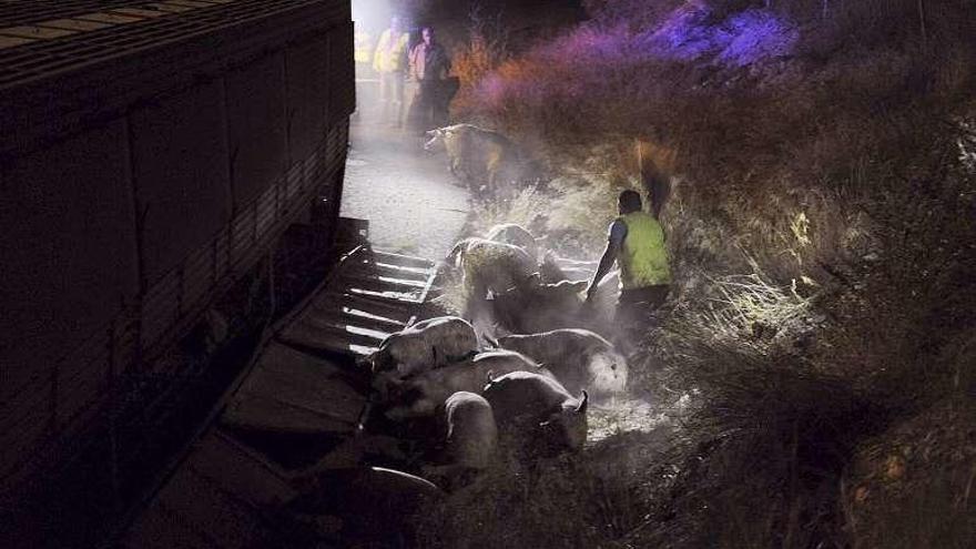 Un camión cargado de cerdos volcó en Murcia. // Efe