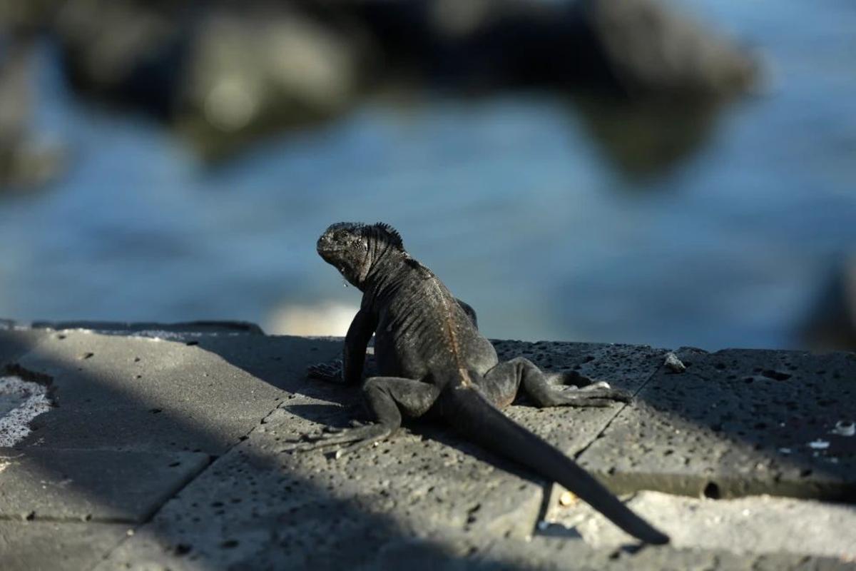 Las iguanas de Galápagos, pese a estar protegidas, son a menudo objeto de comercio ilegal