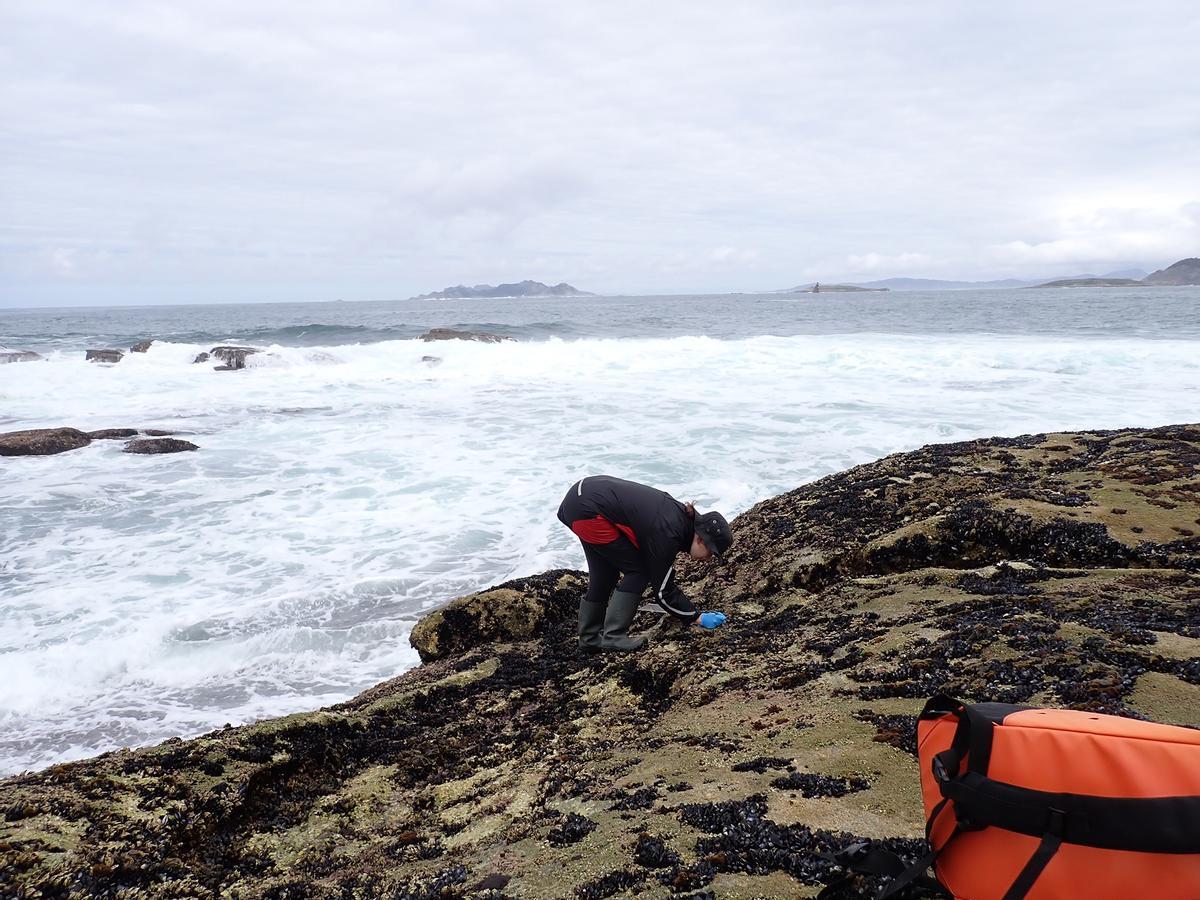 El proyecto Detect abordará el impacto del cambio climático en la distribución del percebe.
