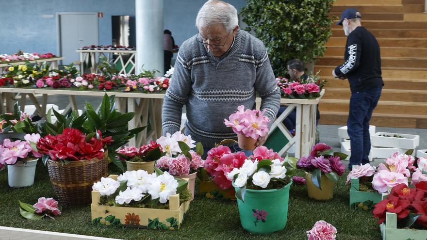 Exposición de los mejores ejemplares y variantes de la camelia