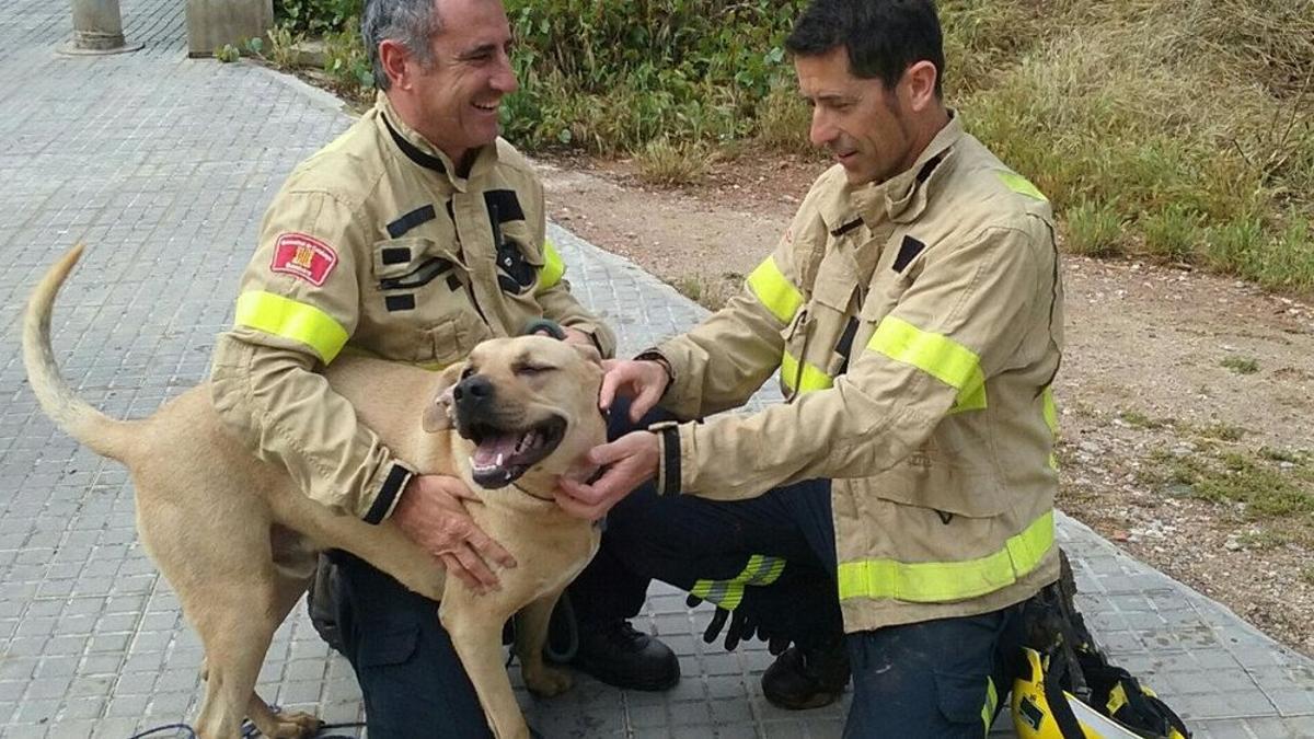 Los bomberos se movilizan para rescatar a un perro en Barcelona