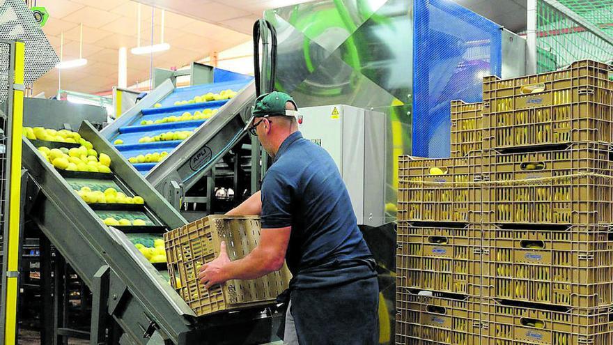 Trabajador de una cooperativa de la Región durante la campaña de cítricos del pasado año.