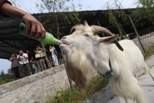 A goat drinks a bottle of beer as visitors watch in Laoshan