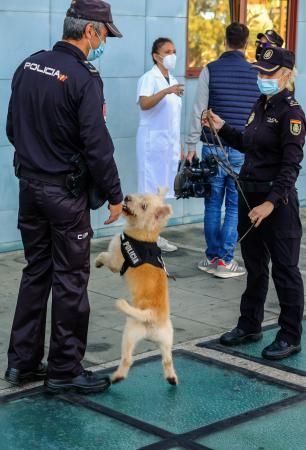 La Policía Nacional entrega en adopción a “Basco”