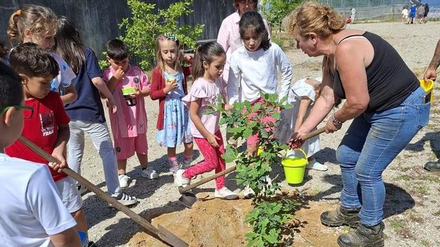 Un grupo de niños durante la plantación en el colegio Igrexa.