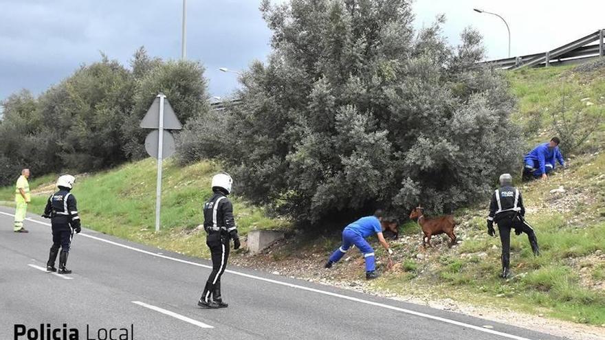 Lencería fina en el polígono de Levante