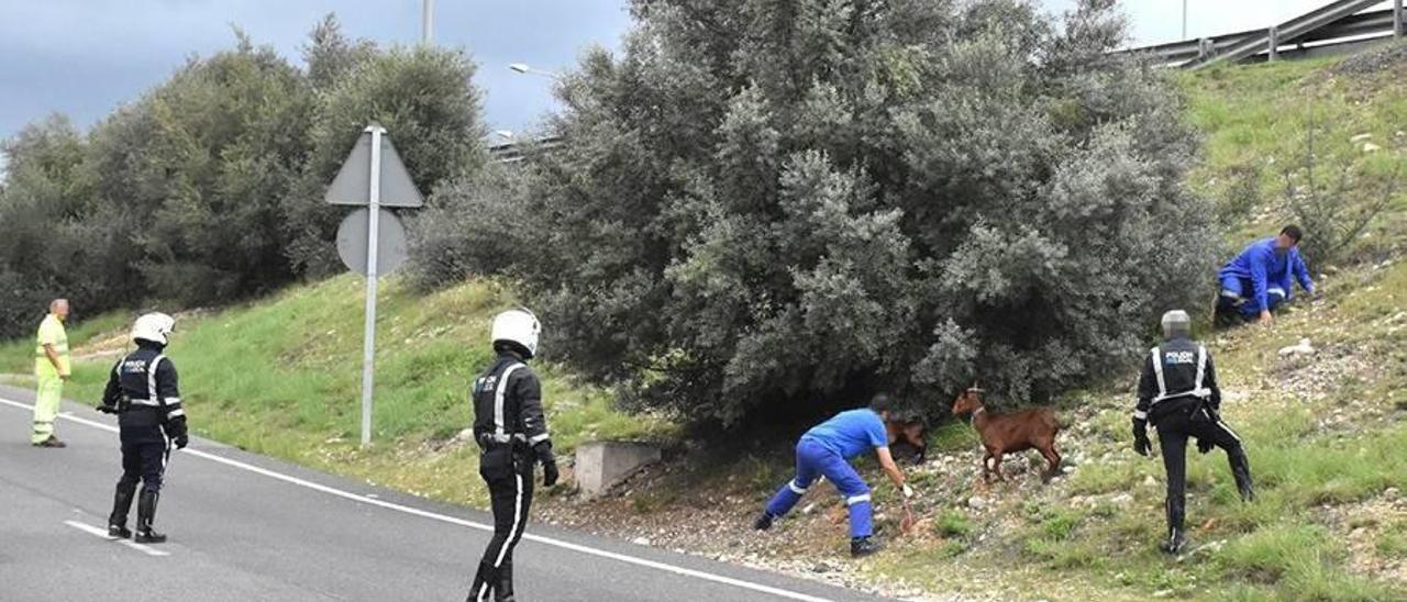 Policías al rescate de las cabras en el Camí de Jesús, en Palma.