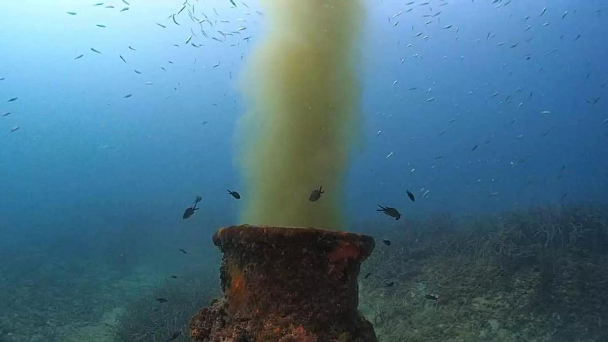 Vessament contaminant en una zona de posidònia de Mallorca