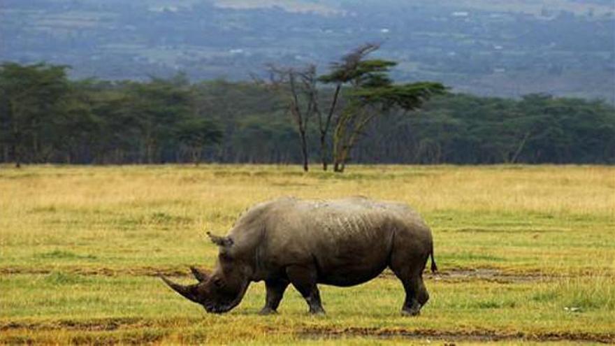 Mueren en Kenia siete rinocerontes en peligro de extinción tras ser trasladados