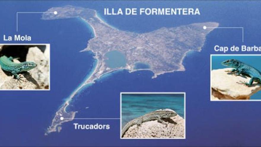 La silueta de l´illa de Formentera recorda una estrella de 3 puntes, amb un cos central ample.