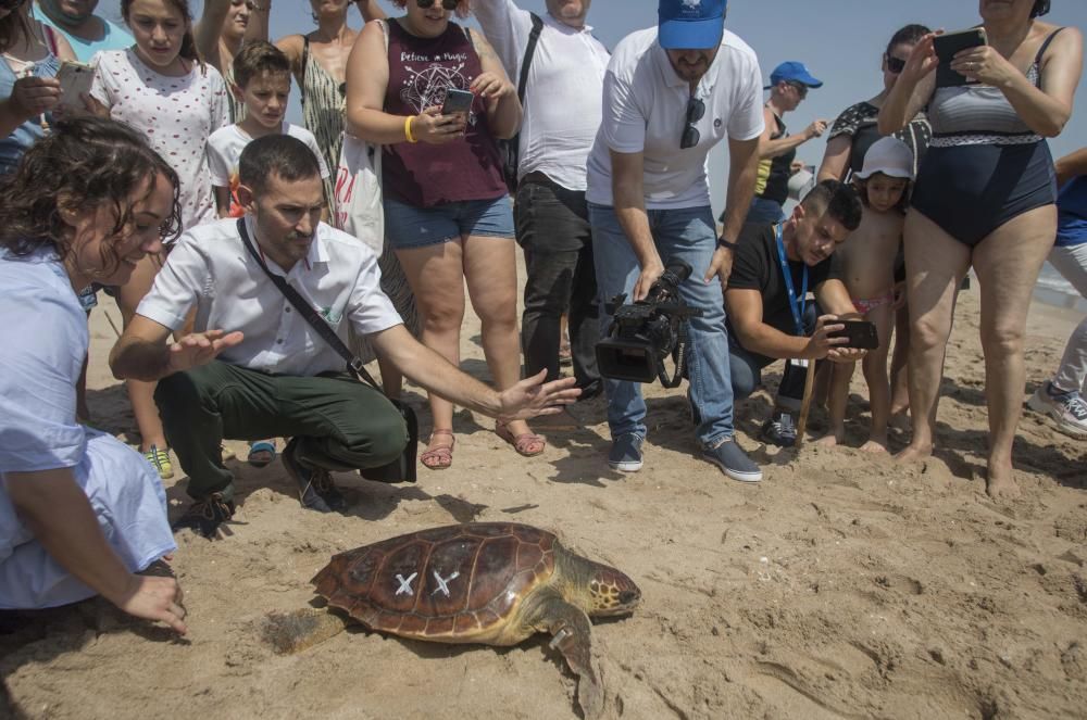 El Oceanogràfic reintroduce una tortuga boba en el Mediterráneo