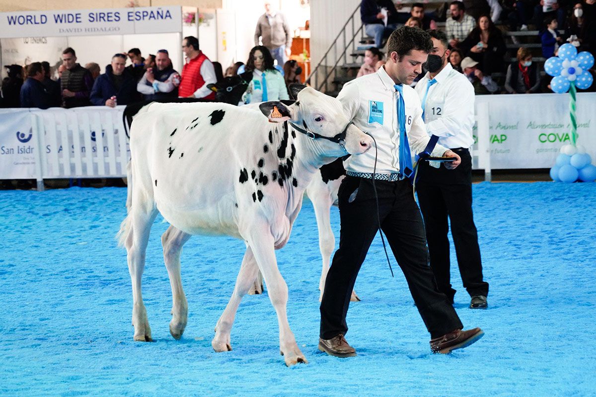 Feria de ganado vacuno holstein en Dos Torres