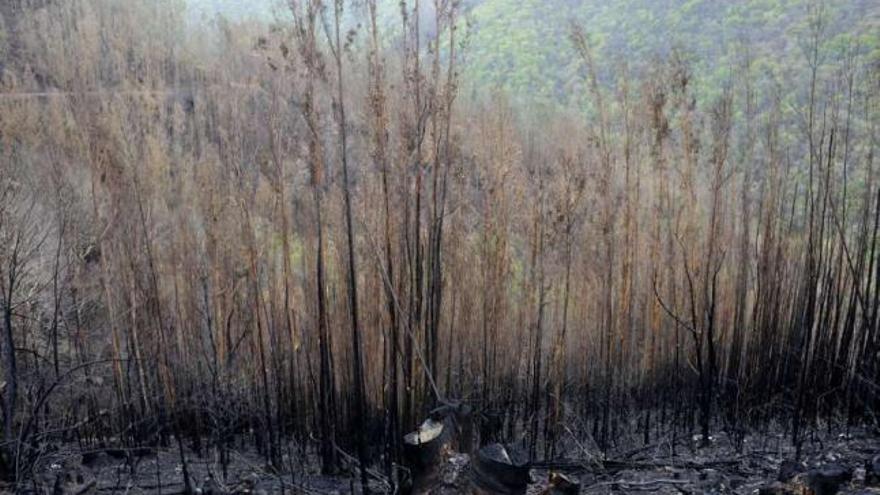 Estado en el que quedó la zona asolada por las llamas en las Fragas do Eume. / carlos pardellas