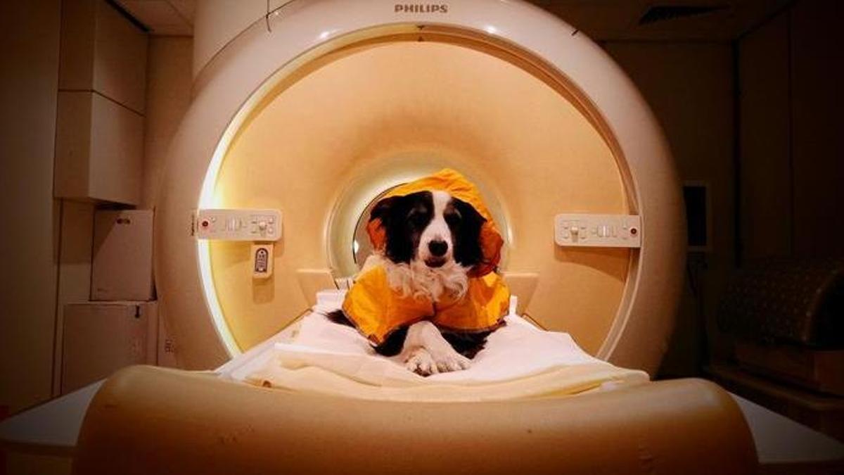 Los perros pueden distinguir entre el miedo, la ira y la tristeza en los rostros humanos