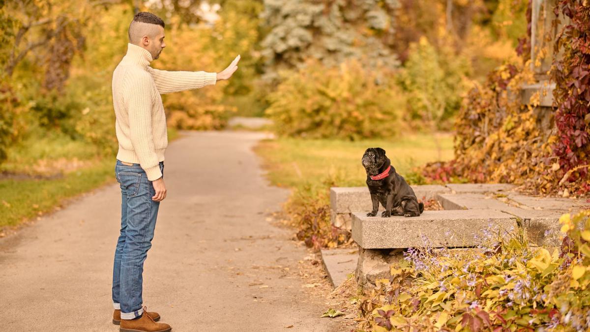 No todos los perros son igual de obedientes.