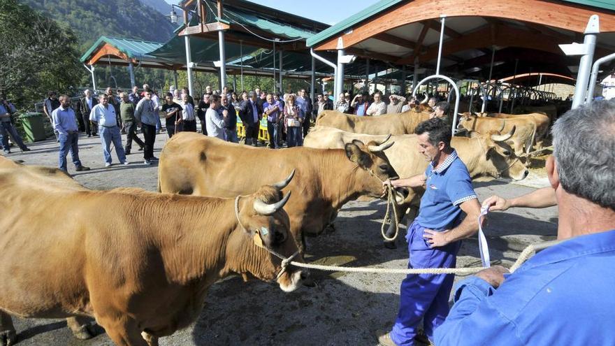 125 años del gran Concurso de ganado de Asturias