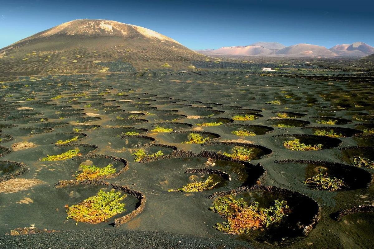 Descubre los curiosos viñedos de Lanzarote