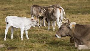 zentauroepp11434229 soc200713143305