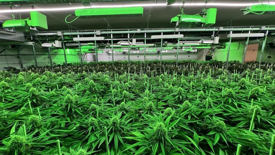 Golpe policial al cultivo y tráfico de marihuana en Mataró, el Vallès, el Baix Llobregat y Tarragona