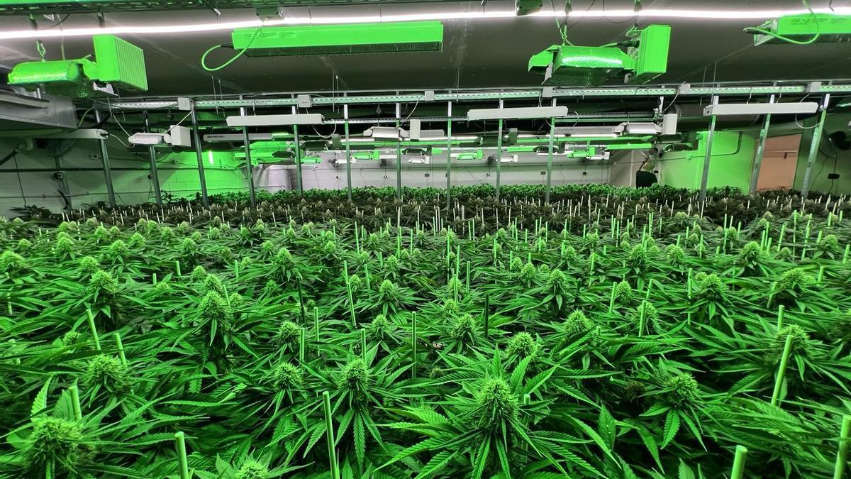 Imagen de archivo de una plantación de marihuana encontrada por los Mossos d'Esquadra.