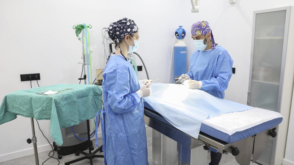 Por la derecha, el veterinario Juan Bulnes en quirófano