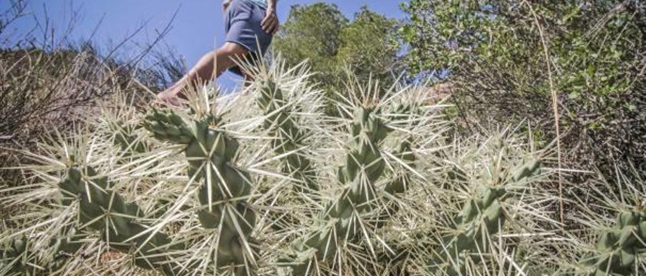El cactus de Arizona reaparece y el Consell carece de fondos para frenar su expansión