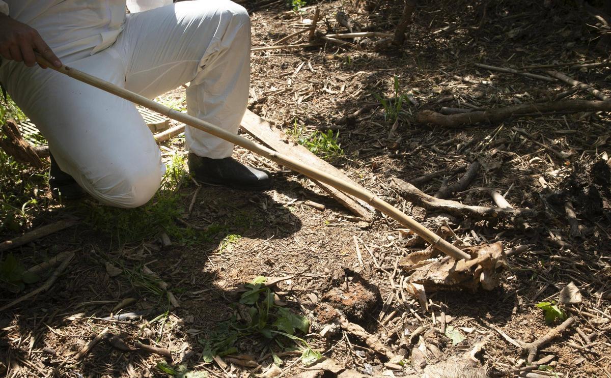 Restos de cerdos muertos por la dana, en Riba-roja.