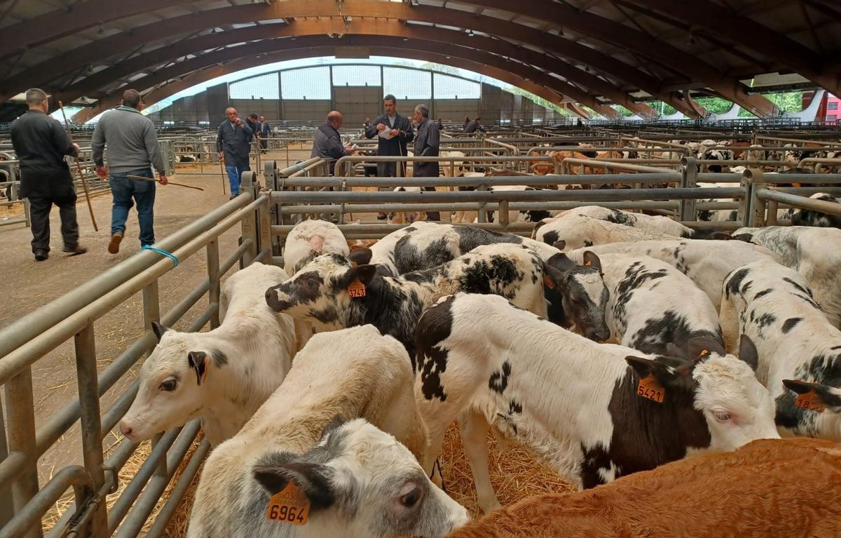 Terneros en el mercado de Pola de Siero, en una imagen de archivo.
