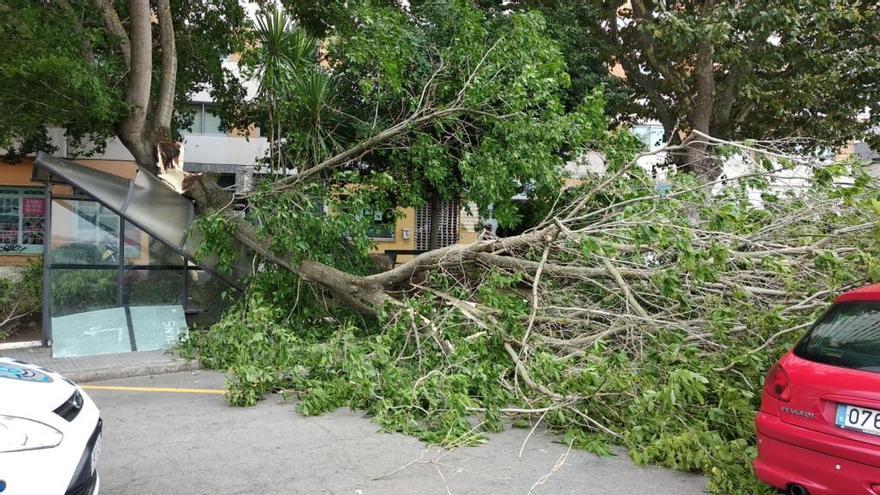 La caída de un árbol por el viento destroza una marquesina en Os Castros