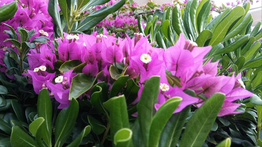 Planta. La buguenvíl·lea és una planta enfiladissa de fins a 12 metres de llarg, molt utilitzada en jardineria a zones de clima mediterrani.