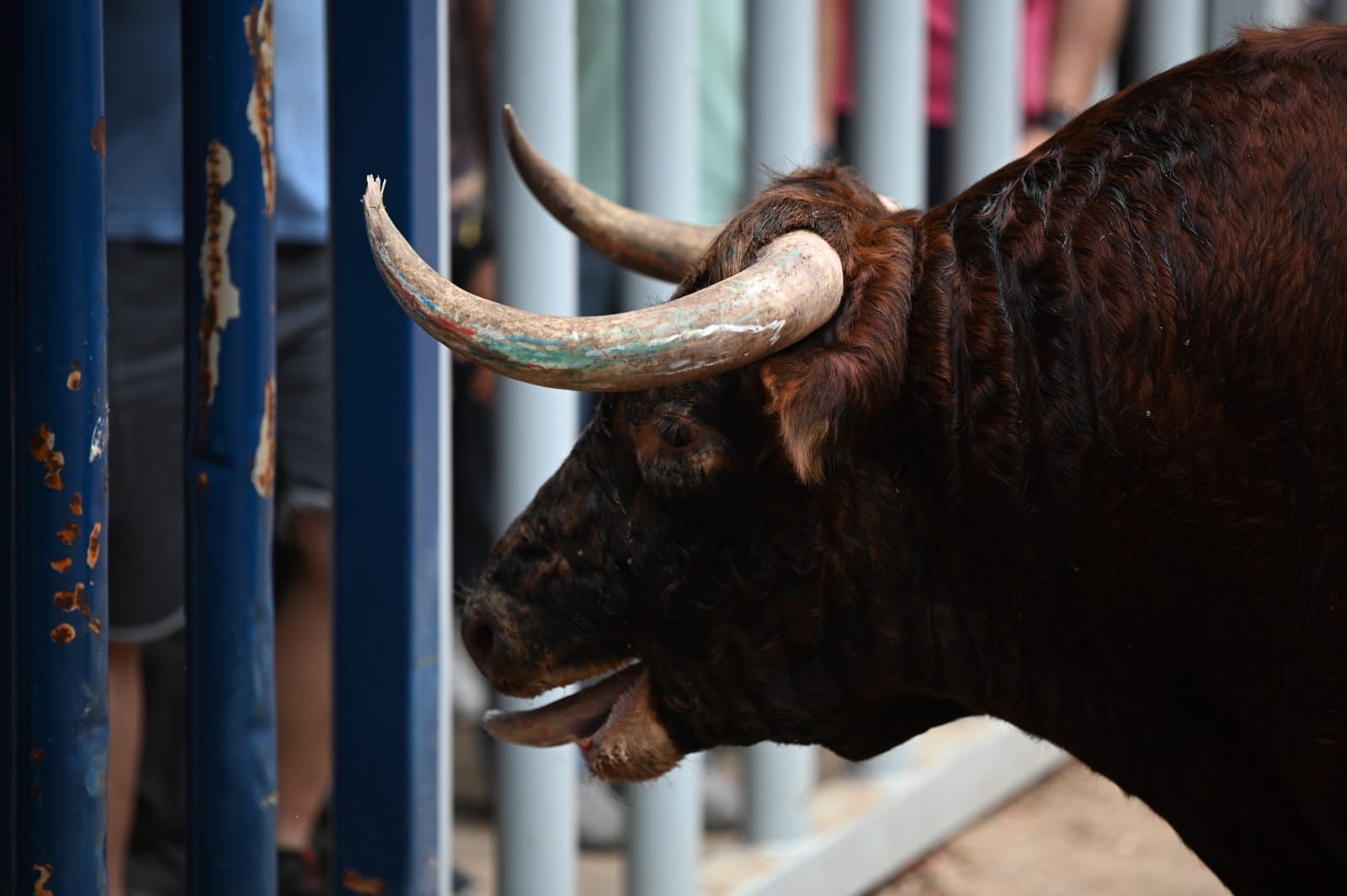 Las mejores fotos que ha dejado la tarde taurina del martes en las fiestas de Almassora 2022