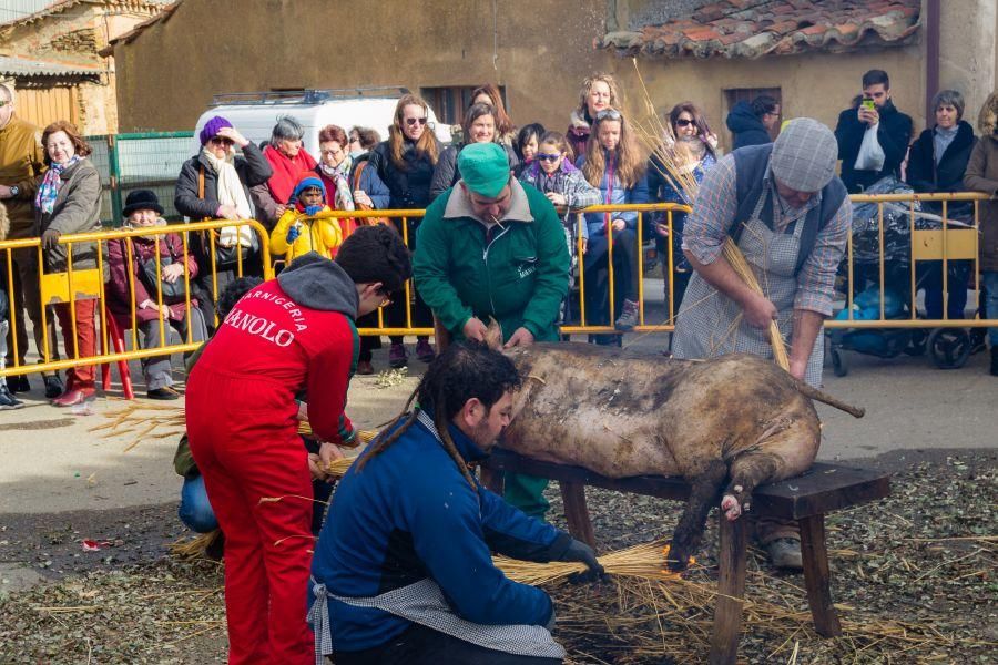 Matanza del cerdo en Tábara