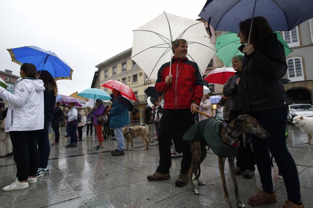 Concentración para reclamar un albergue de animales en Avilés