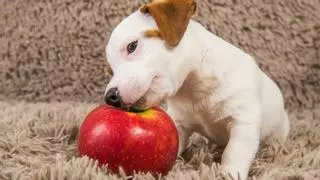 ¿Sabes cuáles son las frutas prohibidas para tu perro?
