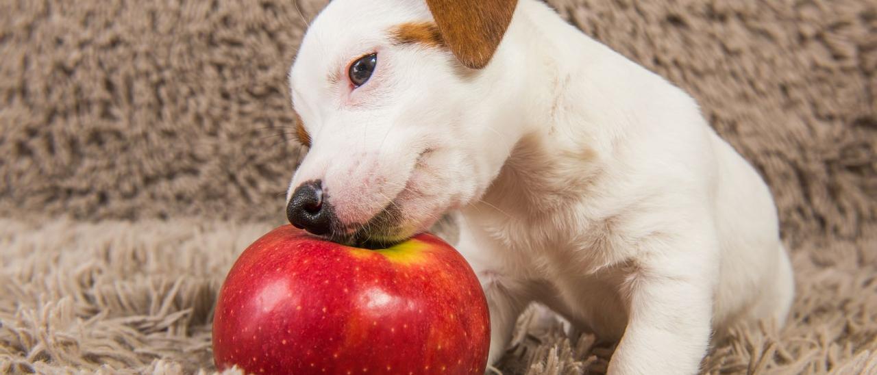 ¿Sabes cuáles son las frutas prohibidas para tu perro?