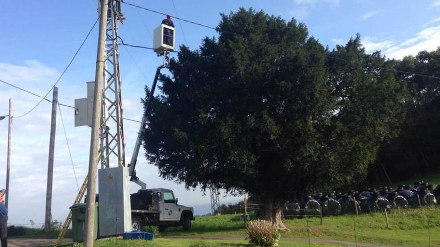 Poda realizada ayer en el tejo de Cipiello para evitar el contacto de la copa del árbol con la línea eléctrica. a. m. serrano