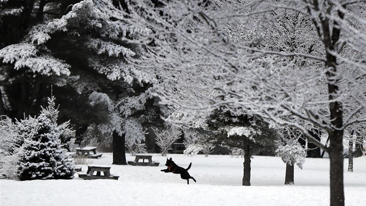 Un perro se divierte en la nieve fresca durante los últimos días del invierno en Maine, Estados Unidos