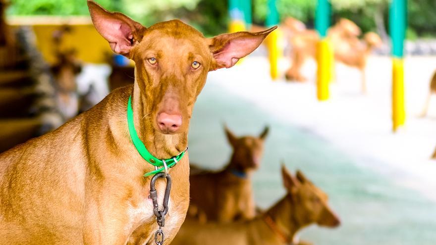 Los cazadores de Gran Canaria plantean recuperar los días perdidos por las alertas de calor