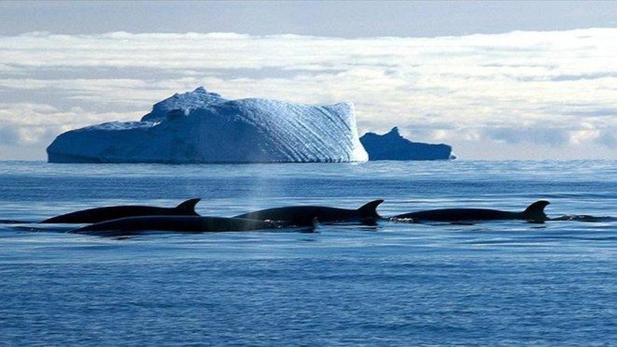 Más de un tercio de los mamíferos marinos está en peligro de extinción