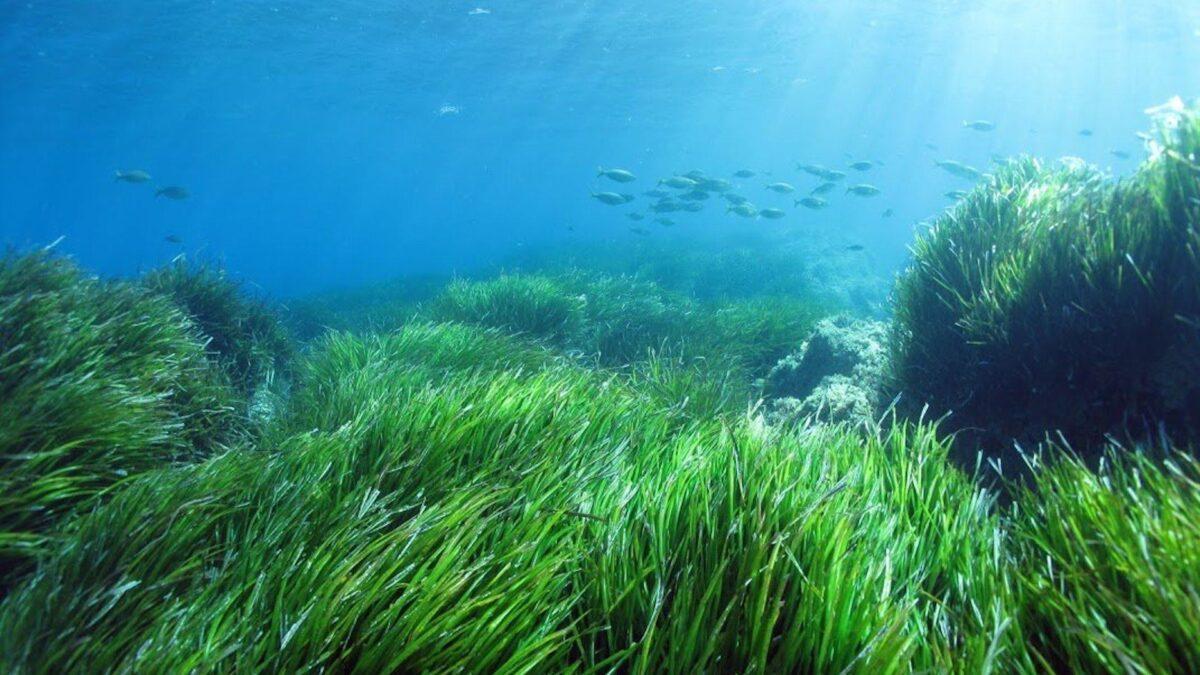 Posimed: la red de seguimiento de la posidonia más grande de España