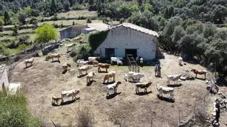 Drones para revolucionar la ganadería en Castellón